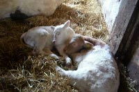 biologischer Bauernhof im Sauerland